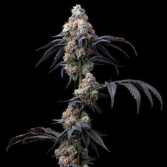Rainbow Sherbet (Barney's Farm) Feminiserade