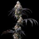 Rainbow Sherbet (Barney's Farm) Feminiserade