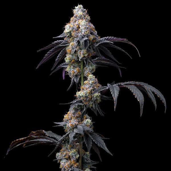 Rainbow Sherbet (Barney's Farm) Feminiserade