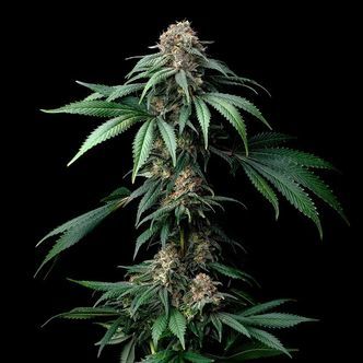 Mendo Breath (Barney's Farm) feminiserade cannabisfr&ouml;n