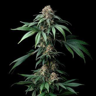 Mendo Breath (Barney's Farm) Feminiserade