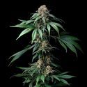 Mendo Breath (Barney's Farm) Feminiserade