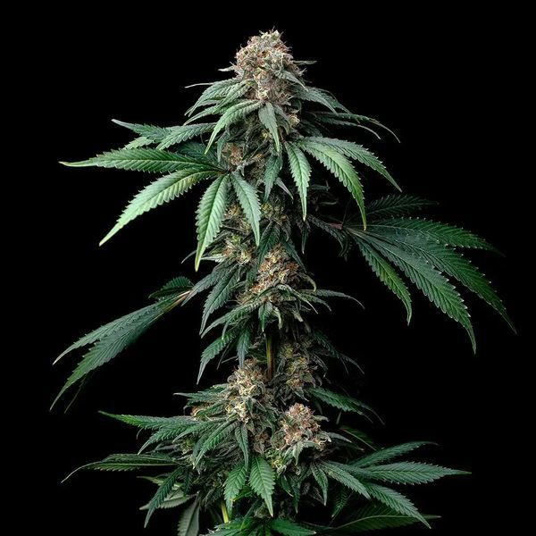Mendo Breath (Barney's Farm) Feminiserade