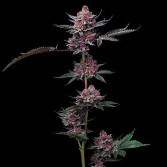 Cherry Poppers (Barney's Farm) Feminiserade cannabisfr&ouml;n