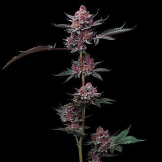 Cherry Poppers (Barney's Farm) Feminiserade