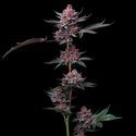 Cherry Poppers (Barney's Farm) Feminiserade