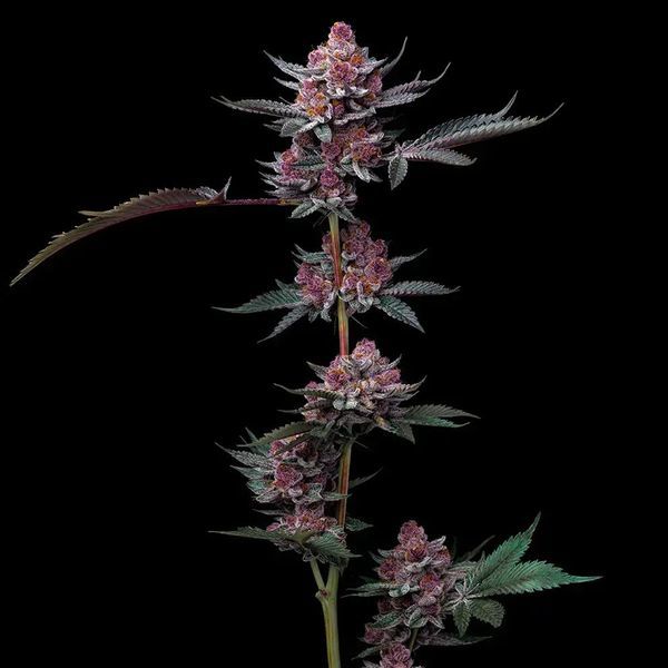 Cherry Poppers (Barney's Farm) Feminiserade