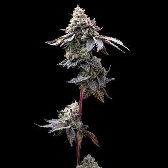 GMO Cookies (Barney's Farm) Feminiserade cannabisfr&ouml;n