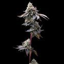 GMO Cookies (Barney's Farm) Feminiserade