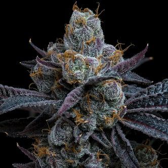 White Runtz (Barney's Farm) Feminiserade