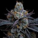 White Runtz (Barney's Farm) Feminiserade