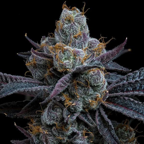 White Runtz (Barney's Farm) Feminiserade