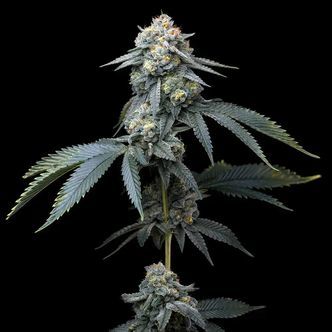 Jealousy (Barney's Farm) Feminiserade cannabisfr&ouml;n