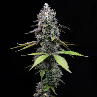 Zoap (Barney's Farm) Feminiserade cannabisfr&ouml;n