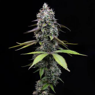 Zoap (Barney's Farm) Feminiserade