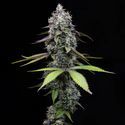 Zoap (Barney's Farm) Feminiserade