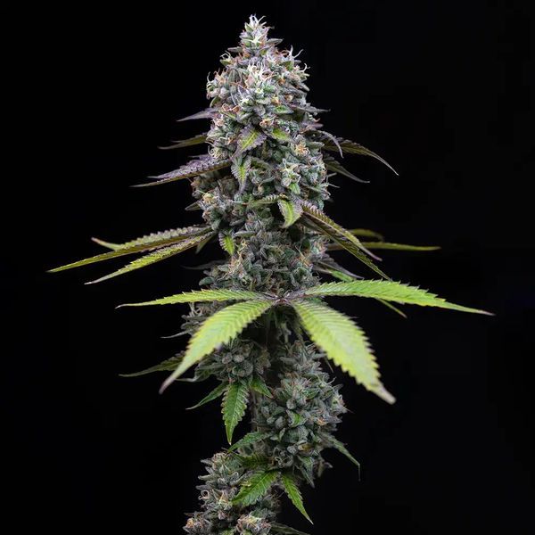 Zoap (Barney's Farm) Feminiserade