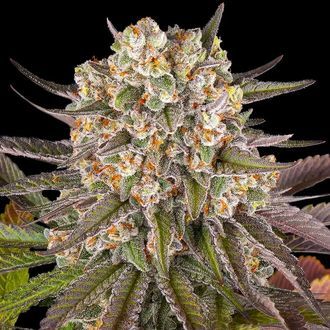 Limoncello (Barney's Farm) Feminiserade