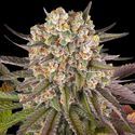Limoncello (Barney's Farm) Feminiserade
