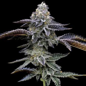 Blue Dream (Barney's Farm) Feminiserade cannabisfr&ouml;n