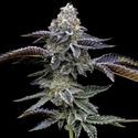 Blue Dream (Barney's Farm) Feminiserade