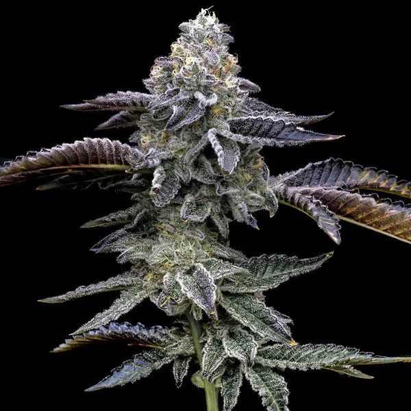 Blue Dream (Barney's Farm) Feminiserade
