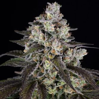 Trainwreck (Barney's Farm) Feminiserade cannabisfr&ouml;n