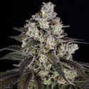 Trainwreck (Barney's Farm) Feminiserade