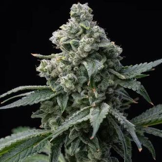 Bruce Banner (Barney's Farm) Feminiserade cannabisfr&ouml;n