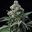 Bruce Banner (Barney's Farm) Feminiserade