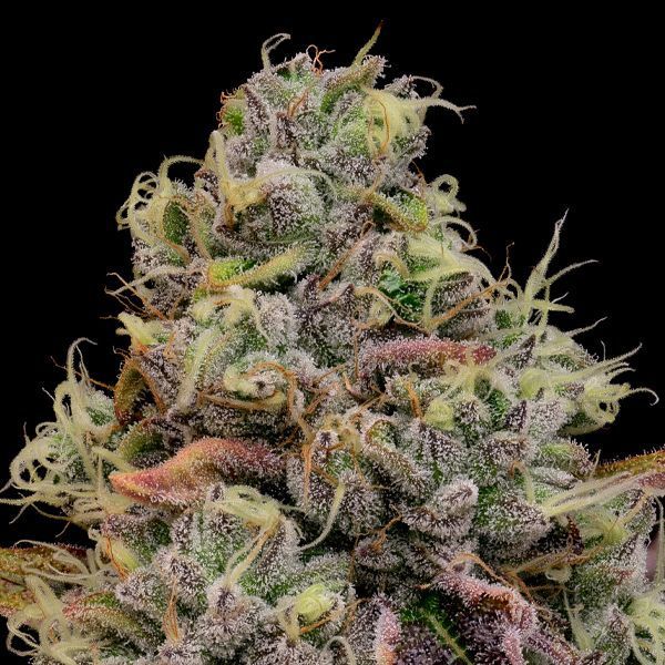 Chaos Cake (Anesia Seeds) Feminiserade