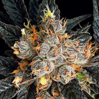 Aura (Anesia Seeds) Feminiserade