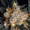 Aura (Anesia Seeds) Feminiserade