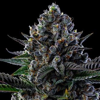 First Lady (Anesia Seeds) Feminiserade cannabisfr&ouml;n