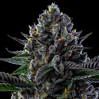 First Lady (Anesia Seeds) Feminiserade