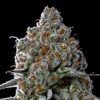 Fryday Boof (Anesia Seeds) Feminiserade
