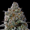 Fryday Boof (Anesia Seeds) Feminiserade