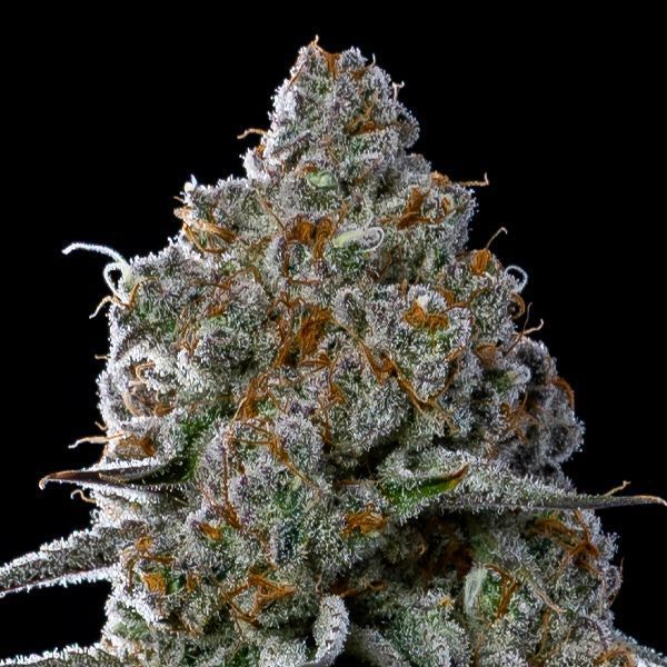 Fryday Boof (Anesia Seeds) Feminiserade