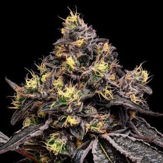 Glowberry Rush (Anesia Seeds) Feminiserade cannabisfr&ouml;n