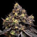 Glowberry Rush (Anesia Seeds) Feminiserade