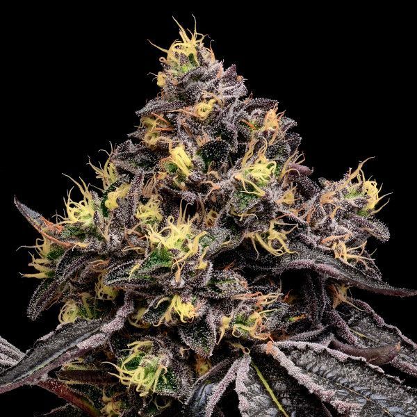 Glowberry Rush (Anesia Seeds) Feminiserade