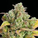 Honey Fried Bananas (Anesia Seeds) Feminiserade