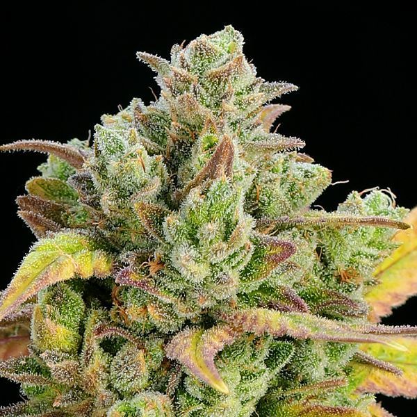 Honey Fried Bananas (Anesia Seeds) Feminiserade