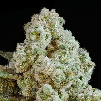 Privileged Baddie (Anesia Seeds) Feminiserade