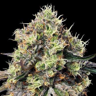 Roswell Code (Anesia Seeds) Feminiserade