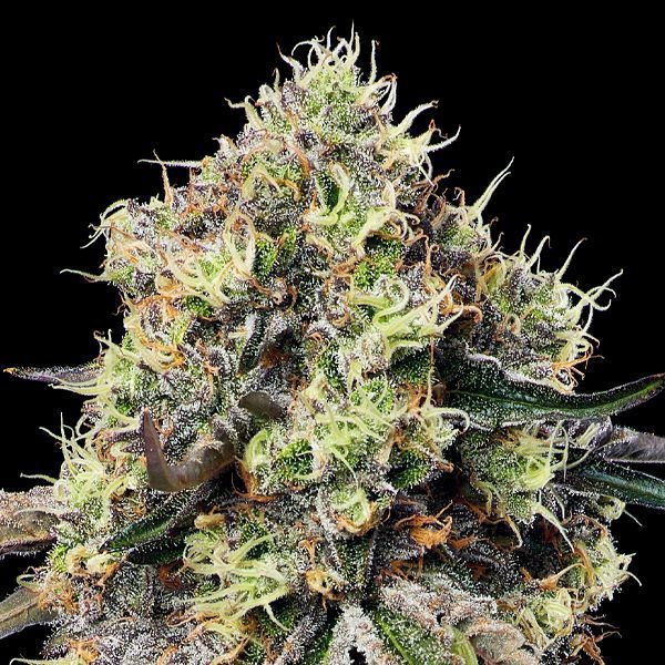 Roswell Code (Anesia Seeds) Feminiserade