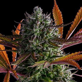 Strawberry Pop Rocks (Anesia Seeds) Feminiserade cannabisfr&ouml;n