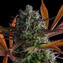 Strawberry Pop Rocks (Anesia Seeds) Feminiserade