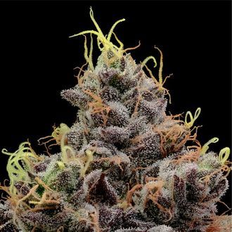 Think Tank (Anesia Seeds) Feminiserade