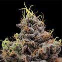 Think Tank (Anesia Seeds) Feminiserade